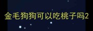 金毛狗狗可以吃桃子吗