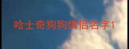 哈士奇狗狗情侣名字