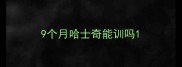 9个月哈士奇能训吗