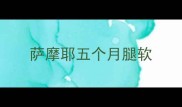 萨摩耶五个月腿软