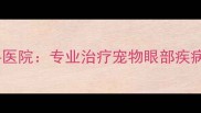 深圳宠物眼科专科医院专业治疗宠物眼部疾病守护毛孩健康