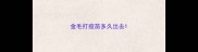 金毛打疫苗多久出去