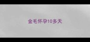 金毛怀孕10多天