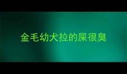 金毛幼犬拉的屎很臭