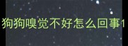 狗狗嗅觉不好怎么回事