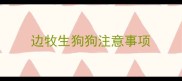 边牧生狗狗注意事项