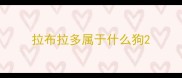 拉布拉多属于什么狗