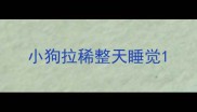 小狗拉稀整天睡觉