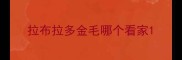 拉布拉多金毛哪个看家