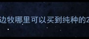 边牧哪里可以买到纯种的