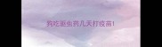 狗吃驱虫药几天打疫苗