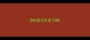 边牧幼犬毛发干燥