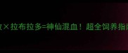 陨蓝边牧拉布拉多神仙混血超全饲养指南和性格