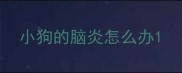 小狗的脑炎怎么办