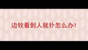 边牧看到人就扑怎么办