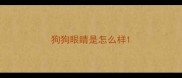 狗狗眼睛是怎么样
