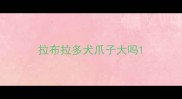 拉布拉多犬爪子大吗