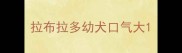 拉布拉多幼犬口气大