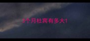 3个月杜宾有多大