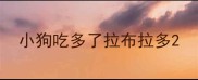 小狗吃多了拉布拉多