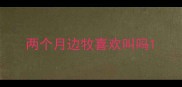 两个月边牧喜欢叫吗