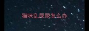 猫咪乱尿尿怎么办