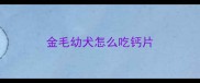 金毛幼犬怎么吃钙片