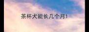 茶杯犬能长几个月