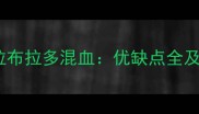 杜宾犬与拉布拉多混血优缺点全及饲养指南