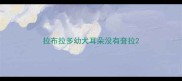 拉布拉多幼犬耳朵没有耷拉