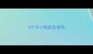 3个月小狗能洗澡吗