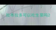 拉布拉多可以吃生菜吗