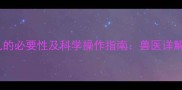 边牧公犬结扎的必要性及科学操作指南兽医详解绝育全流程