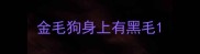 金毛狗身上有黑毛