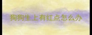 狗狗生上有红点怎么办