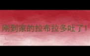 刚到家的拉布拉多吐了