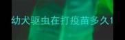 幼犬驱虫在打疫苗多久