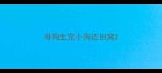 母狗生完小狗还刨窝