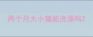 两个月大小猫能洗澡吗