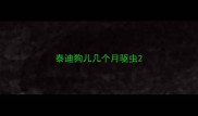 泰迪狗儿几个月驱虫