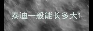 泰迪一般能长多大