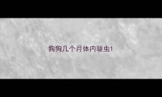 狗狗几个月体内驱虫