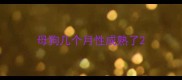 母狗几个月性成熟了