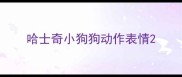 哈士奇小狗狗动作表情