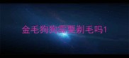 金毛狗狗需要剃毛吗