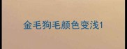 金毛狗毛颜色变浅