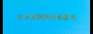 北京宠物狗养殖基地