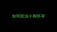 如何防治小狗怀孕
