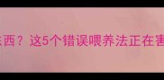 新手必看拉布拉多到家不吃东西这5个错误喂养法正在害死幼犬附科学训练全攻略