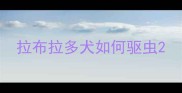 拉布拉多犬如何驱虫